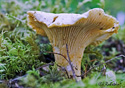 Cantharellus sub-albidus